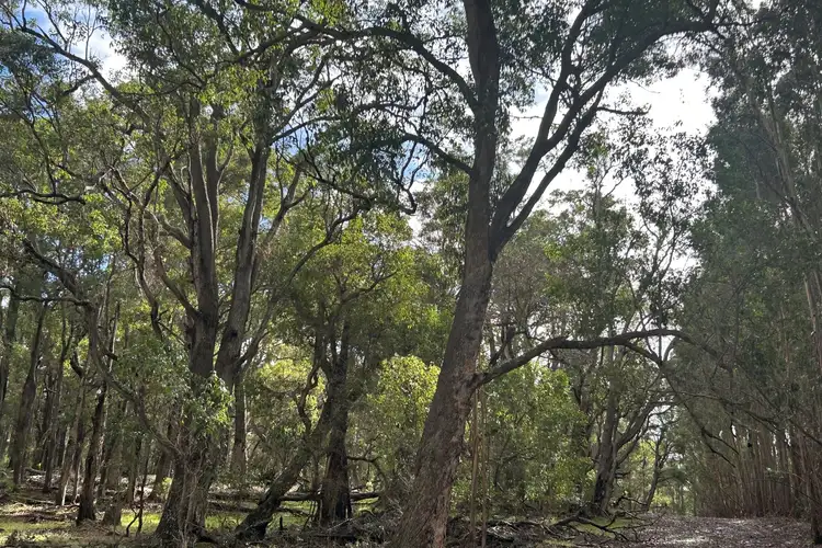 Fifth view of Homely rural property listing, Lot 3 Bramley River Road, Osmington WA 6285