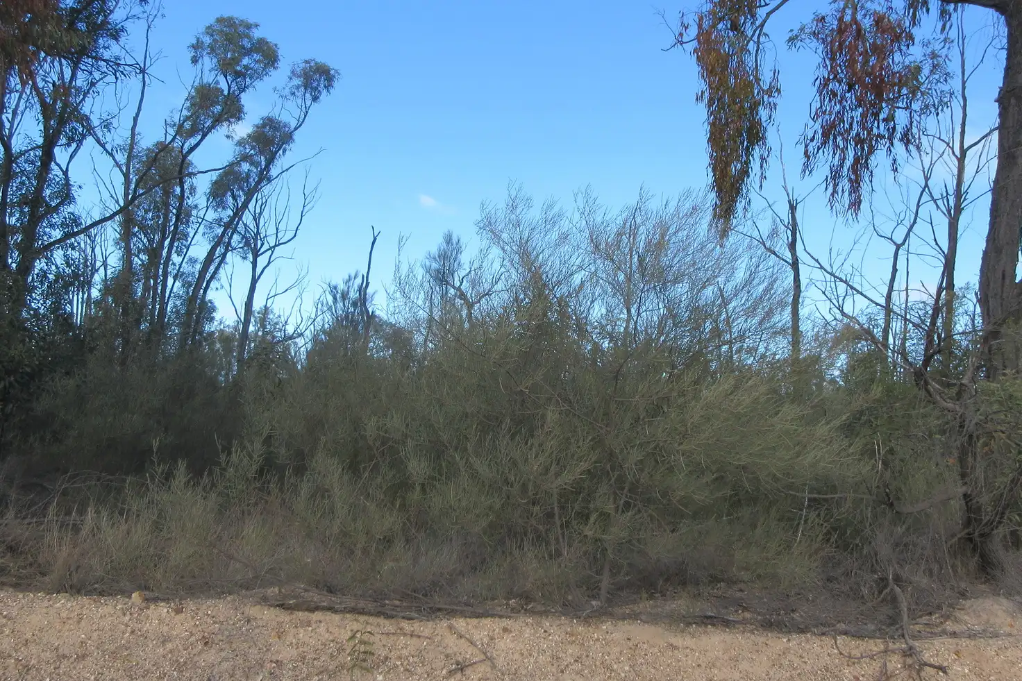 Main view of Homely rural property listing, #24 Arnolds Road, Tara QLD 4421