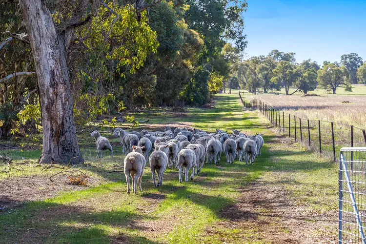 Fifth view of Homely rural property listing, 284 Wariin Road, Woottating WA 6562