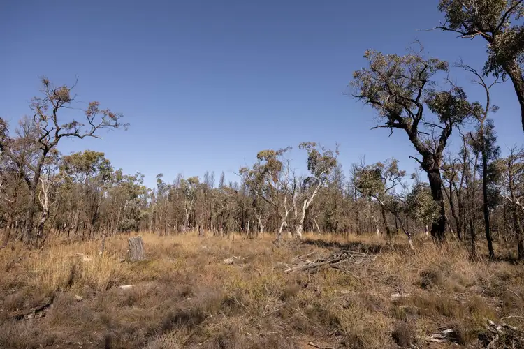 Fourth view of Homely rural property listing, 250 Springwood Park Road, Gulgong NSW 2852