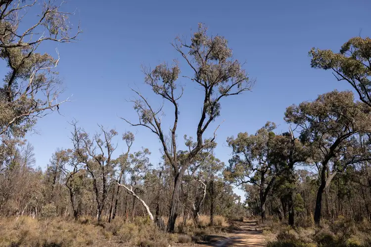 Fifth view of Homely rural property listing, 250 Springwood Park Road, Gulgong NSW 2852