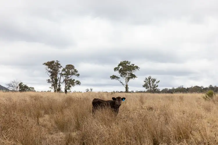 Fifth view of Homely rural property listing, 162 Mount View Road, Kandos NSW 2848