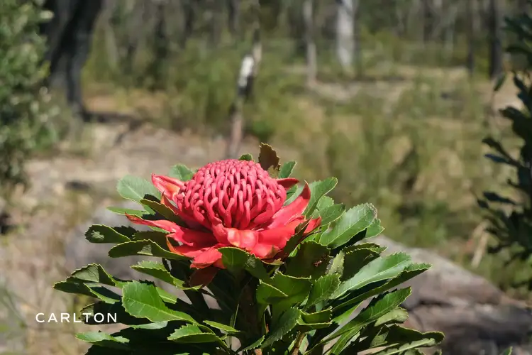 Third view of Homely land listing, 90 Wattle Ridge Road, Hill Top NSW 2575