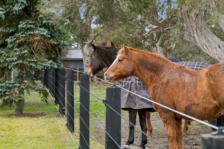 Fifth view of Homely house listing, 55 Water Basin Road, Elliminyt VIC 3250