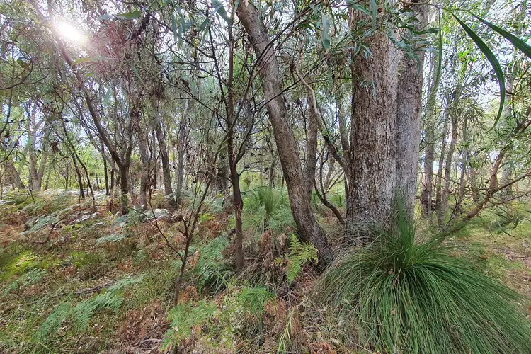 Fifth view of Homely rural property listing, LOT 12 Nullilla Road, Breera WA 6503