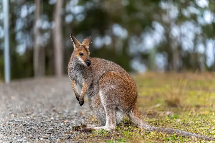 170 Dooralong Ridge Drive, Dooralong NSW 2259