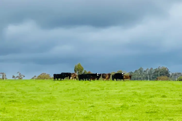 Fifth view of Homely rural property listing, Ringbark Road, Manjimup WA 6258