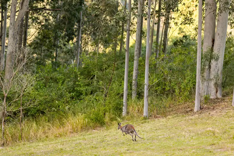 98 Parishs Road, Dungog NSW 2420