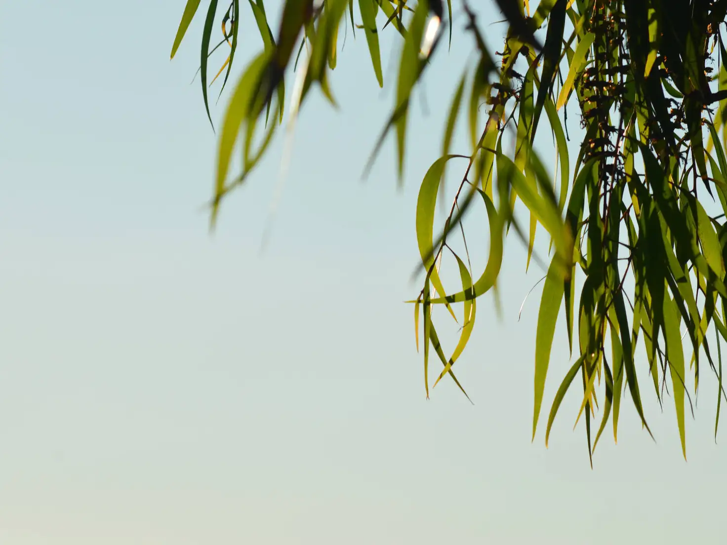 Main view of Homely land listing, LOT 16 Fleur Corner, Jackass Flat VIC 3556