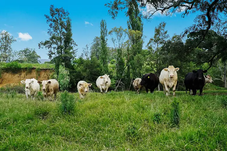 Second view of Homely rural property listing, 436 Cross Keys Road, Gresford NSW 2311