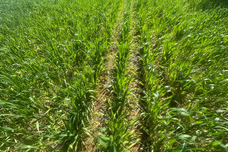 Fifth view of Homely rural property listing, Lot 1152 Narngulu, Narngulu WA 6532