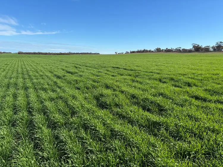 Fifth view of Homely rural property listing, 3276 Mount Hill-Coomaba Road, Moody SA 5607