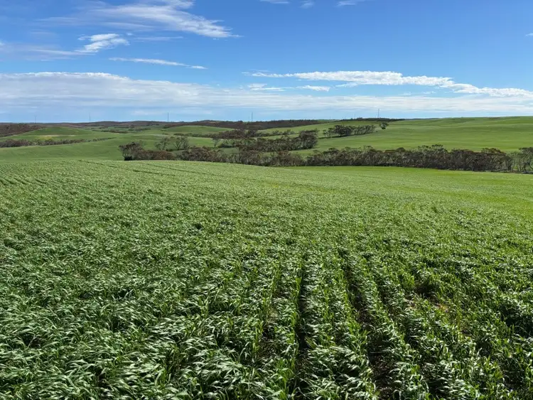 500 North Spriggs Road