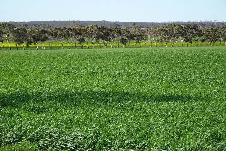Fifth view of Homely rural property listing, 1103 Bullaring - Gorge Rock Road, Bullaring WA 6373