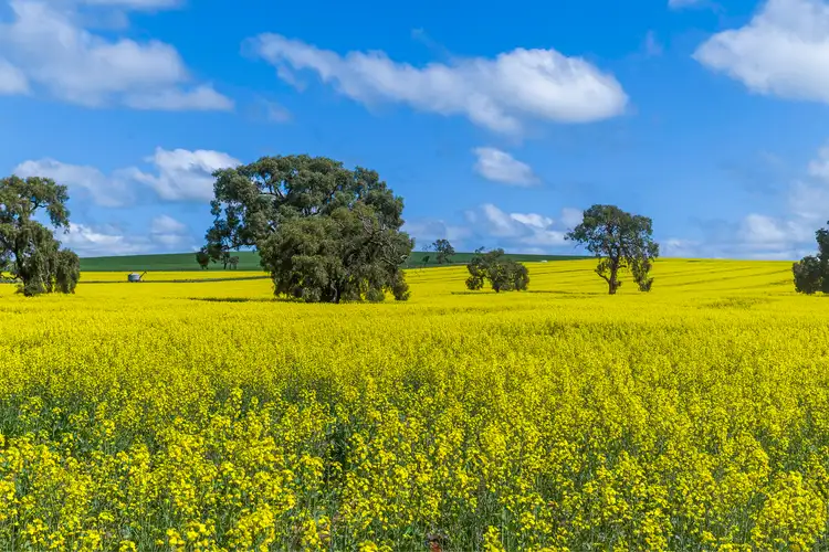3903 Dandaragan Road, Dandaragan WA 6507