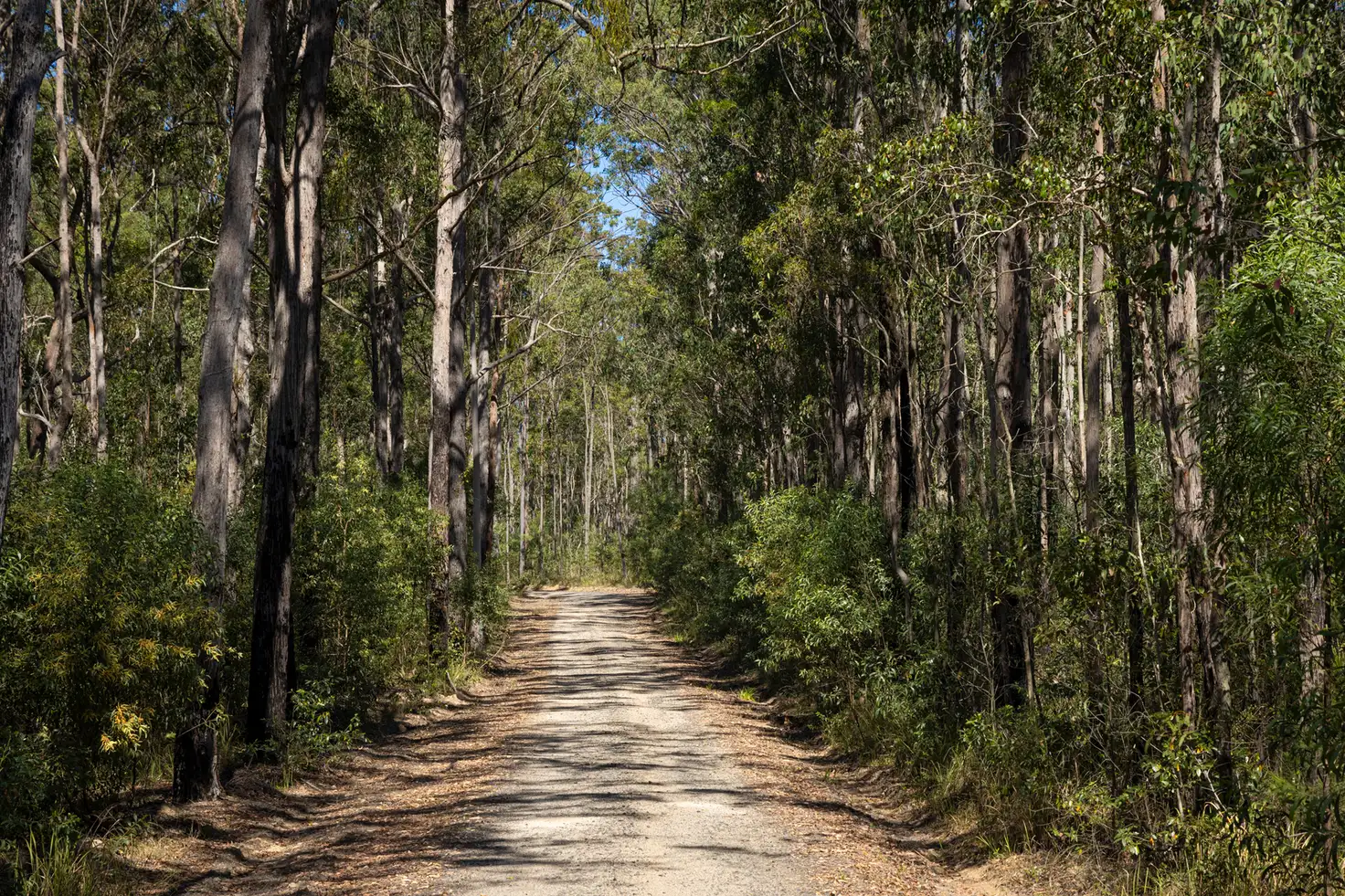 Main view of Homely rural property listing, 209 Serendipity Road, Tabbimoble NSW 2472