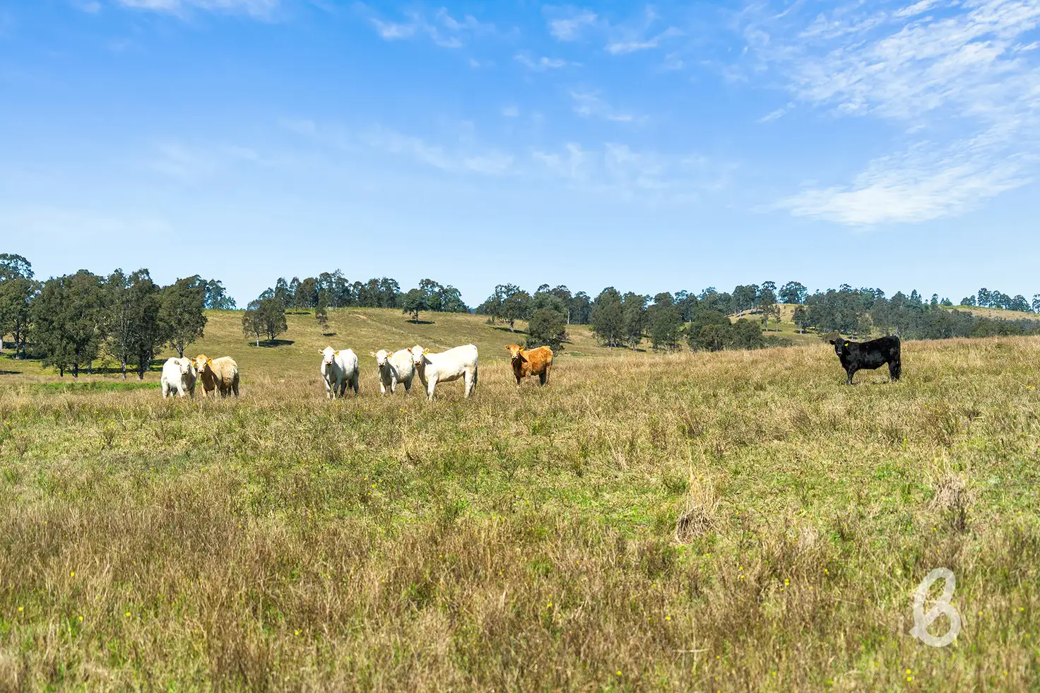Main view of Homely rural property listing, Lot 131 Manresa Park Road, Glendon Brook NSW 2330