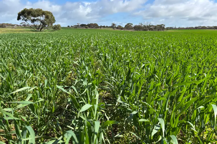 Lot 4 Poochera-Port Kenny Road, Chandada SA 5680