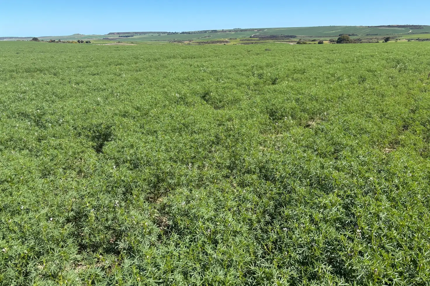 Main view of Homely rural property listing, Lot 55 Ahern Place, Hickety WA 6532