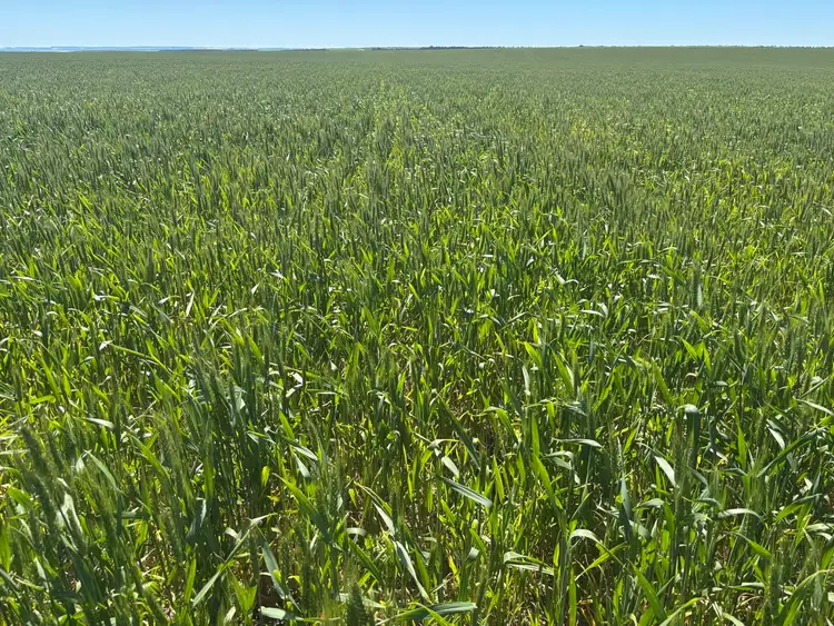 Fifth view of Homely rural property listing, Lot 55 Ahern Place, Hickety WA 6532