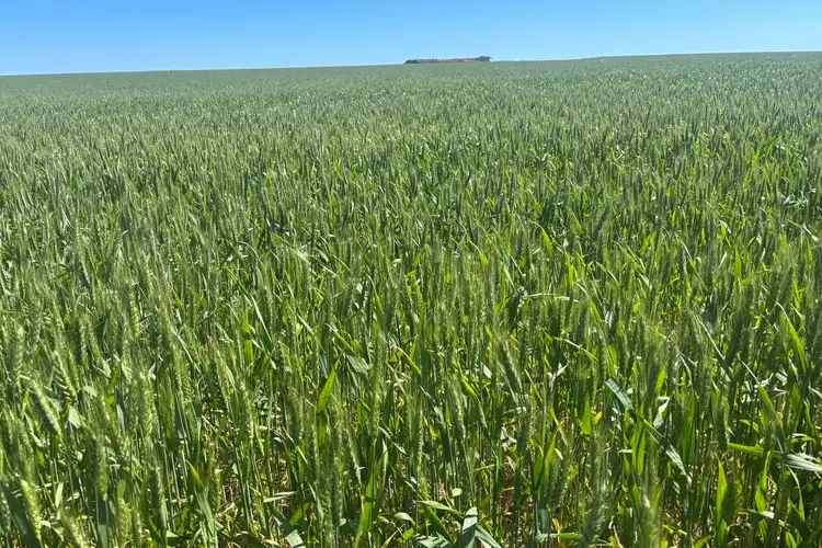 Seventh view of Homely rural property listing, Lot 55 Ahern Place, Hickety WA 6532