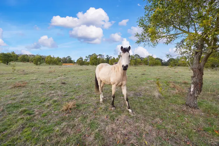 Seventh view of Homely land listing, 537 Staffordshire Reef Road, Staffordshire Reef VIC 3351