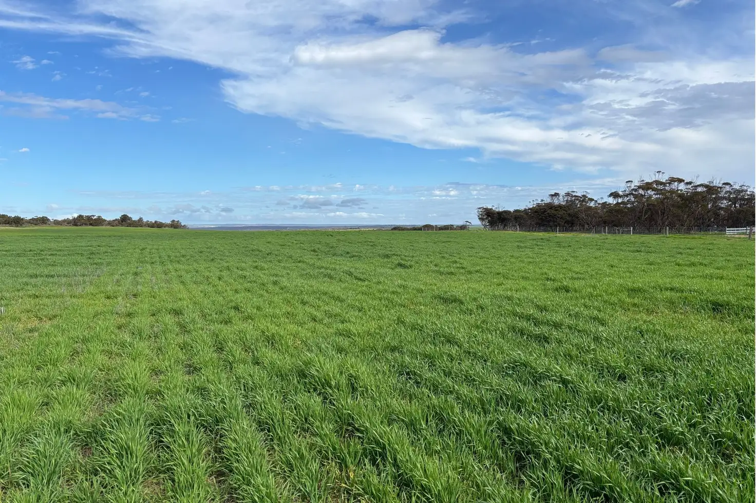 Main view of Homely rural property listing, 699 Balumbah Hill Road, Solomon SA 5641