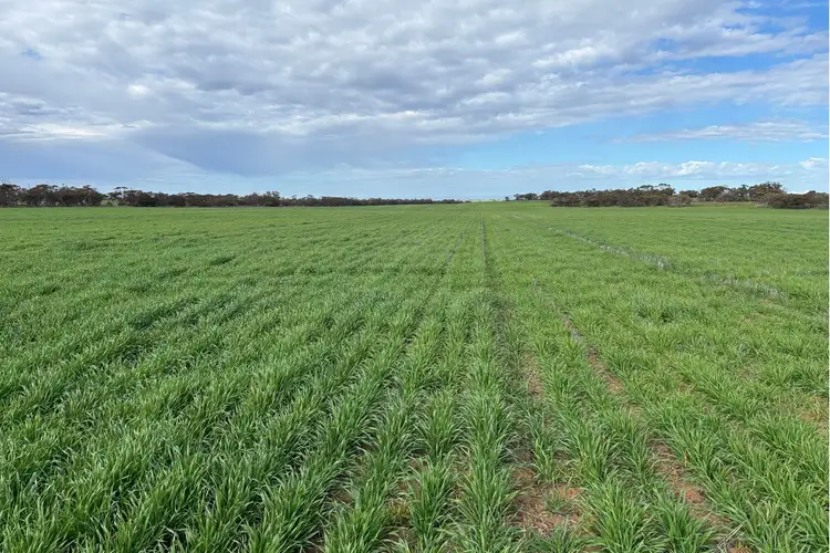 Second view of Homely rural property listing, 699 Balumbah Hill Road, Solomon SA 5641