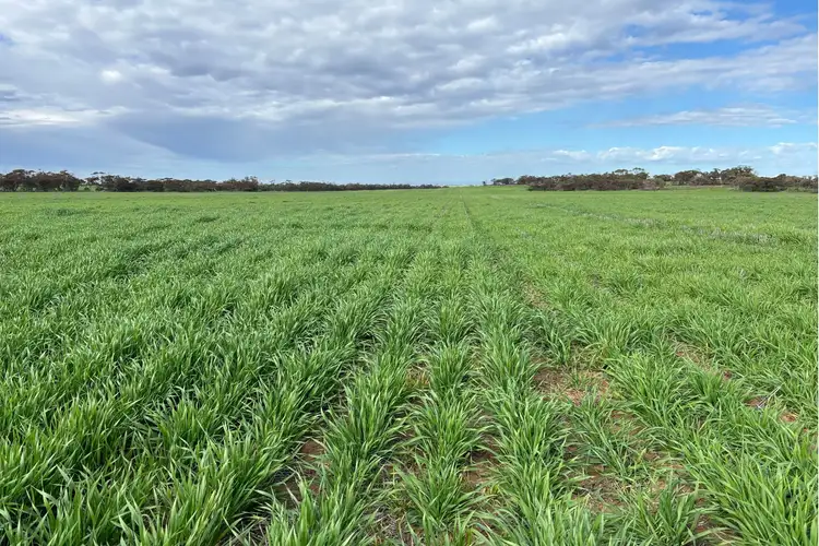 Third view of Homely rural property listing, 699 Balumbah Hill Road, Solomon SA 5641