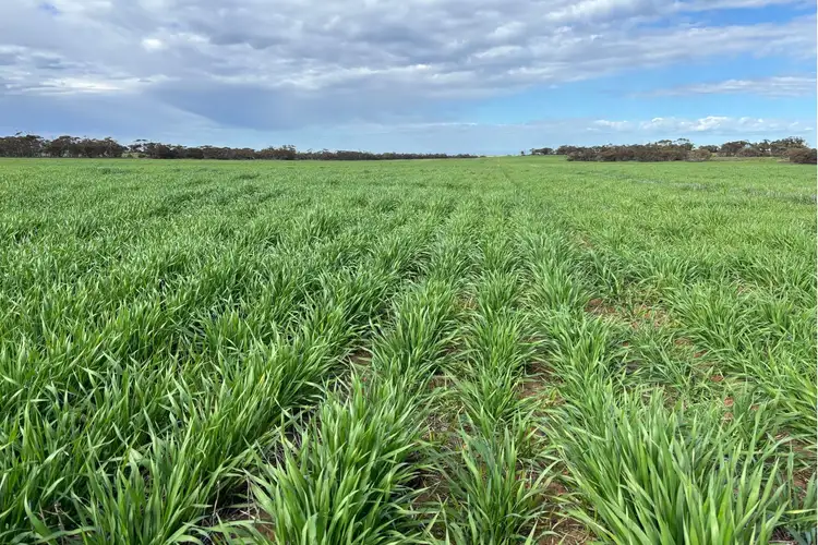 Fourth view of Homely rural property listing, 699 Balumbah Hill Road, Solomon SA 5641