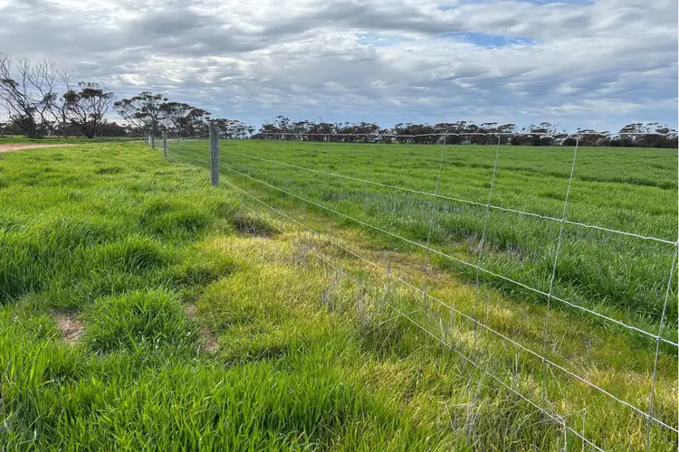 Fifth view of Homely rural property listing, 699 Balumbah Hill Road, Solomon SA 5641