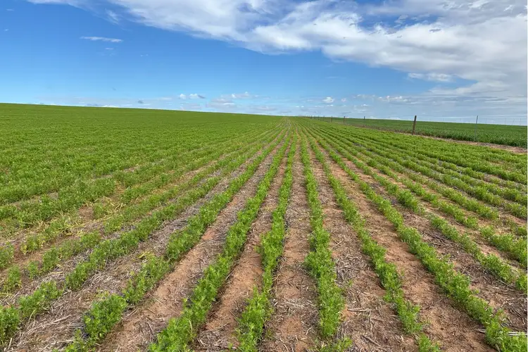 Sixth view of Homely rural property listing, 699 Balumbah Hill Road, Solomon SA 5641