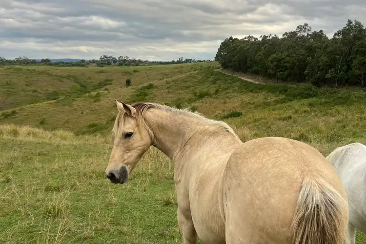 Second view of Homely land listing, 180 Dunns Road, Wolffdene QLD 4207