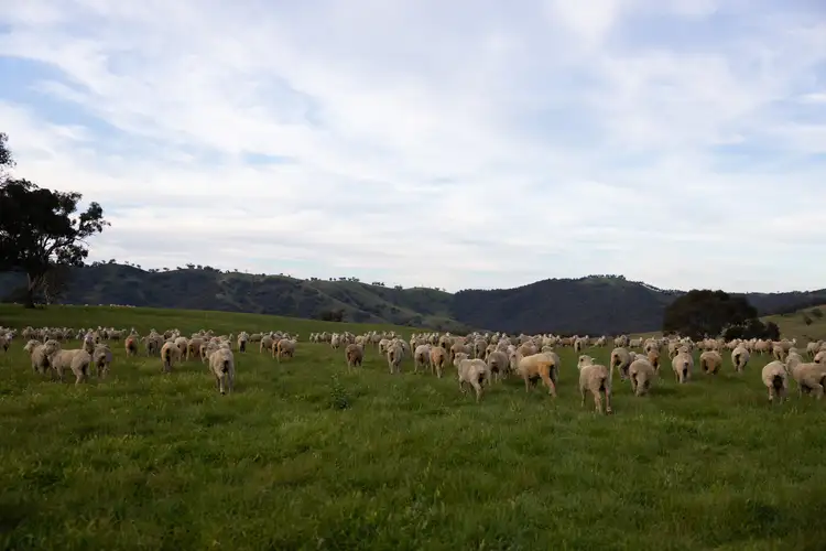 Seventh view of Homely rural property listing, 1933 Ullamalla Road, Ullamalla via, Mudgee NSW 2850