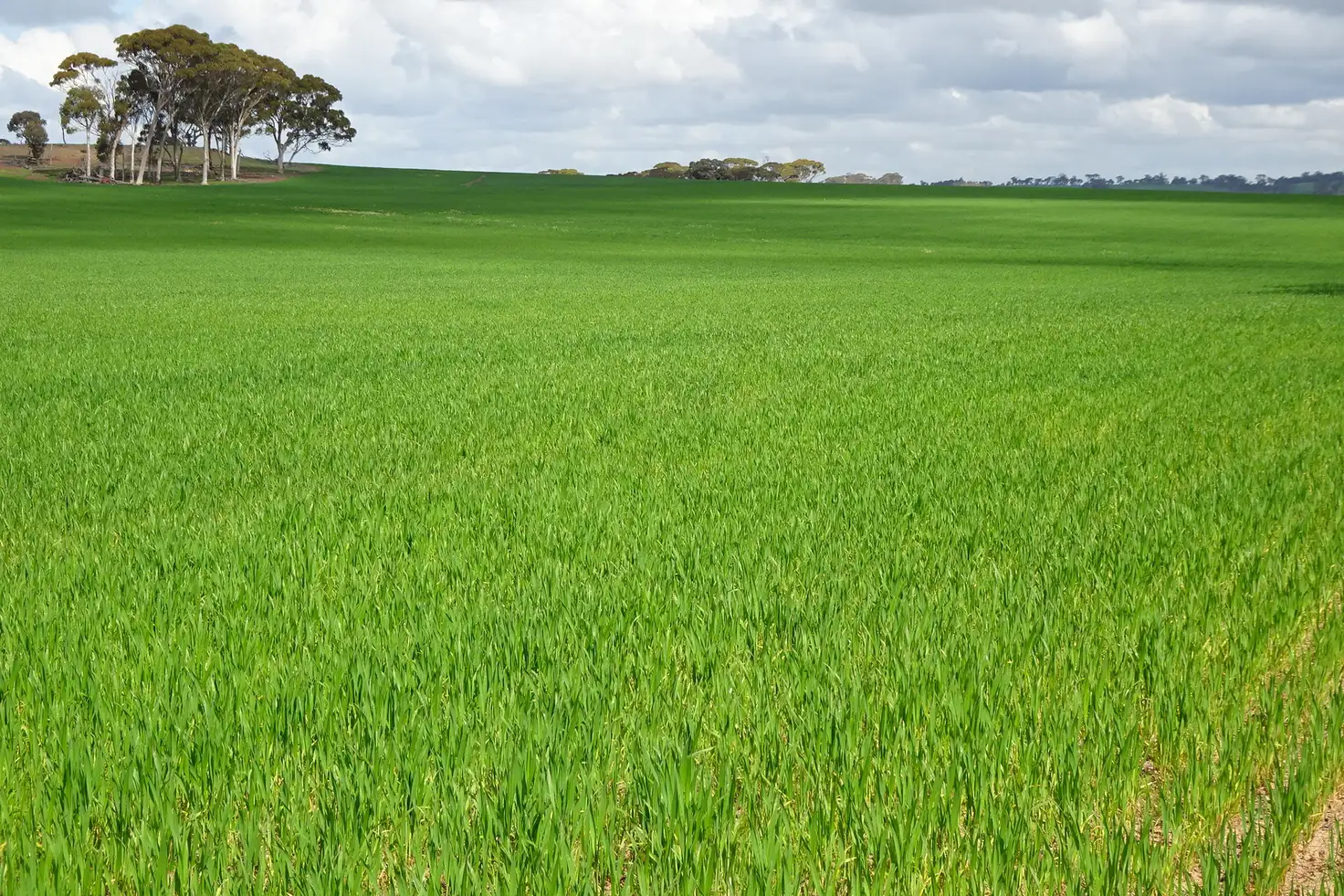 Main view of Homely rural property listing, Giles Road, East Pingelly WA 6308