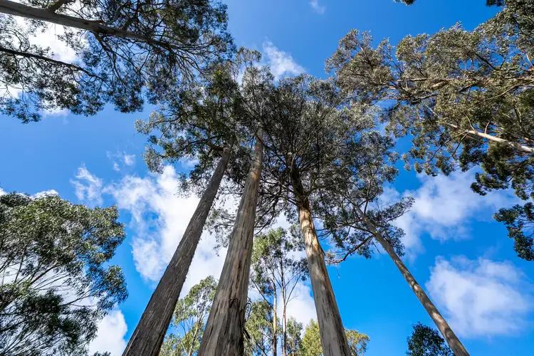 Fifth view of Homely land listing, 129 Littles Road, Premaydena TAS 7185