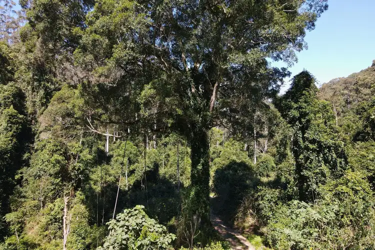 Third view of Homely rural property listing, 251 Moores Road, Dungog NSW 2420