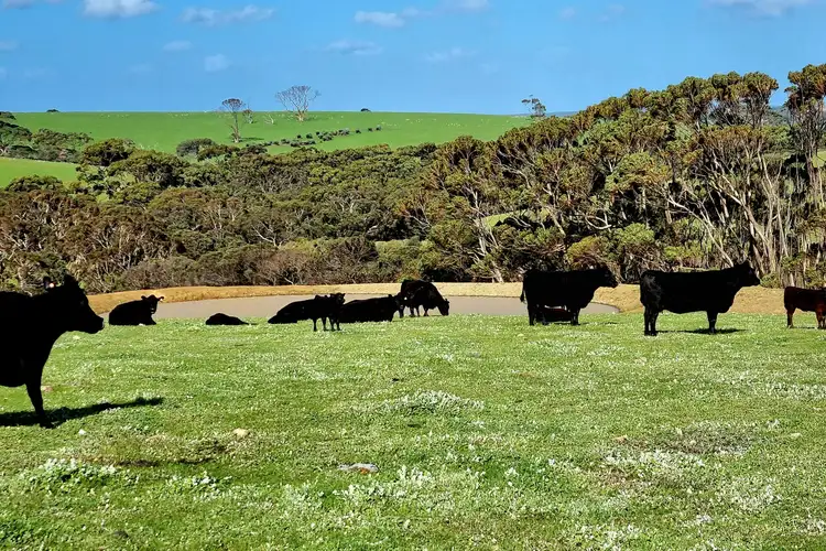 Fifth view of Homely rural property listing, 958 Crabbs Road, Newland SA 5223