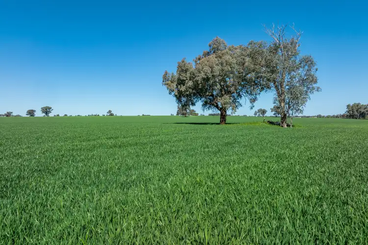 Seventh view of Homely rural property listing, 381 Chiverton Road, Cowra NSW 2794