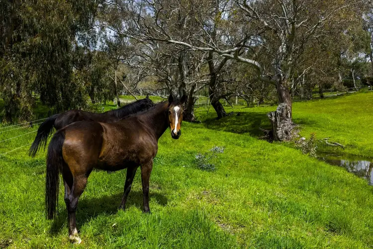 Second view of Homely rural property listing, 79 Harper Road, Mount Barker Springs SA 5251
