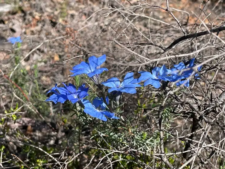 Seventh view of Homely rural property listing, LOT 200 Gumley Road, Bakers Hill WA 6562