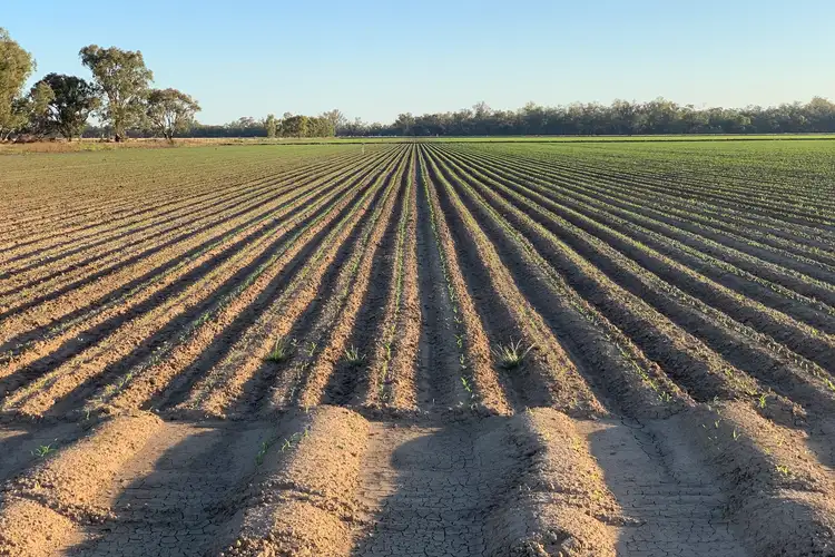 Sixth view of Homely rural property listing, 4005 Lachlan Valley Way, Forbes NSW 2871