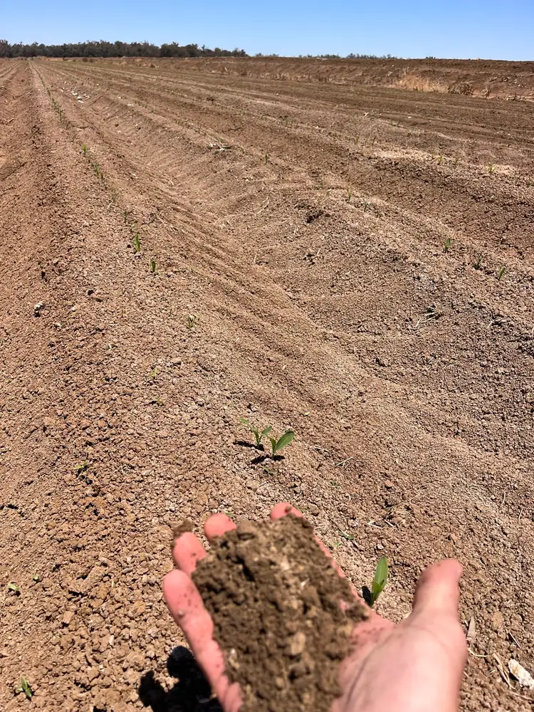 Seventh view of Homely rural property listing, 4005 Lachlan Valley Way, Forbes NSW 2871