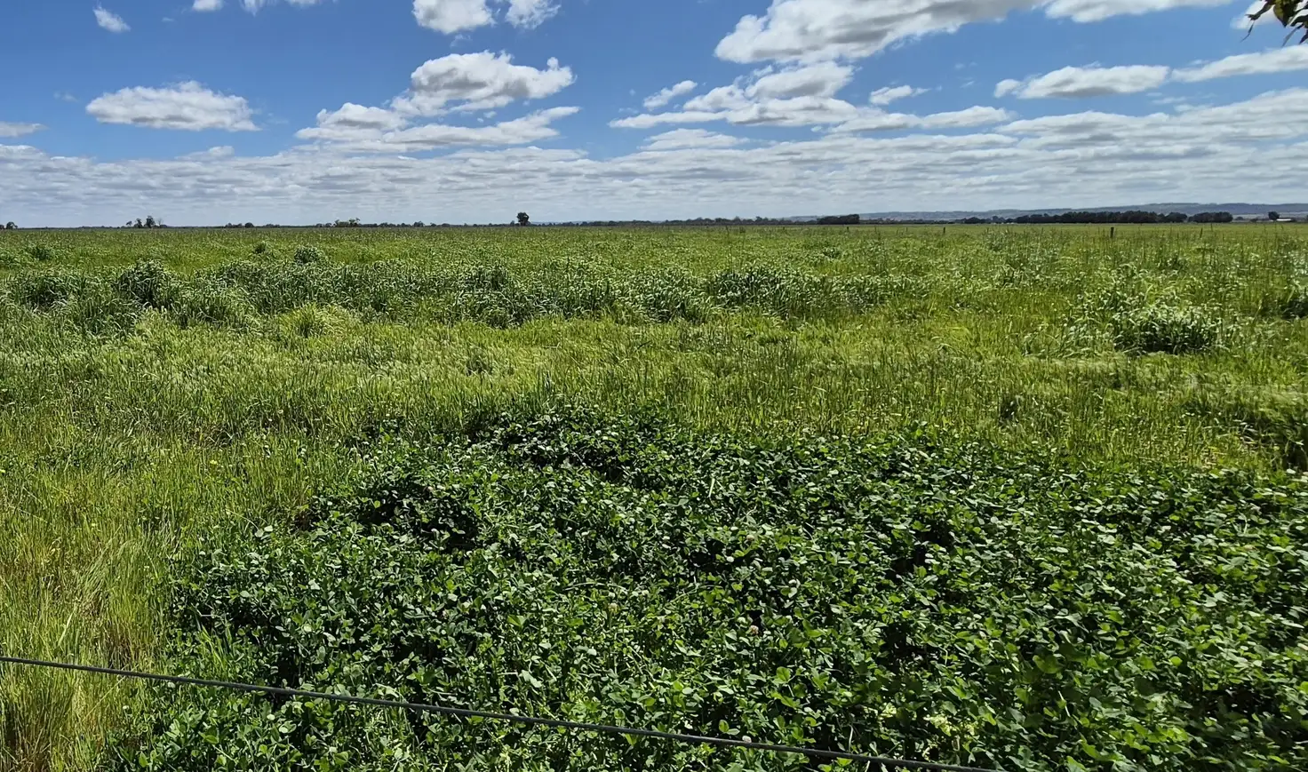 Main view of Homely rural property listing, 4 Pin Pin Road, Beermullah WA 6503