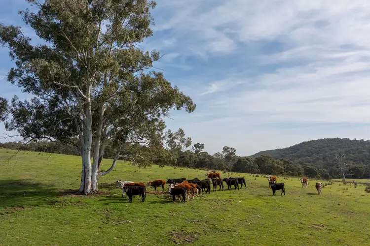 528 Gundowda Road, Mudgee NSW 2850