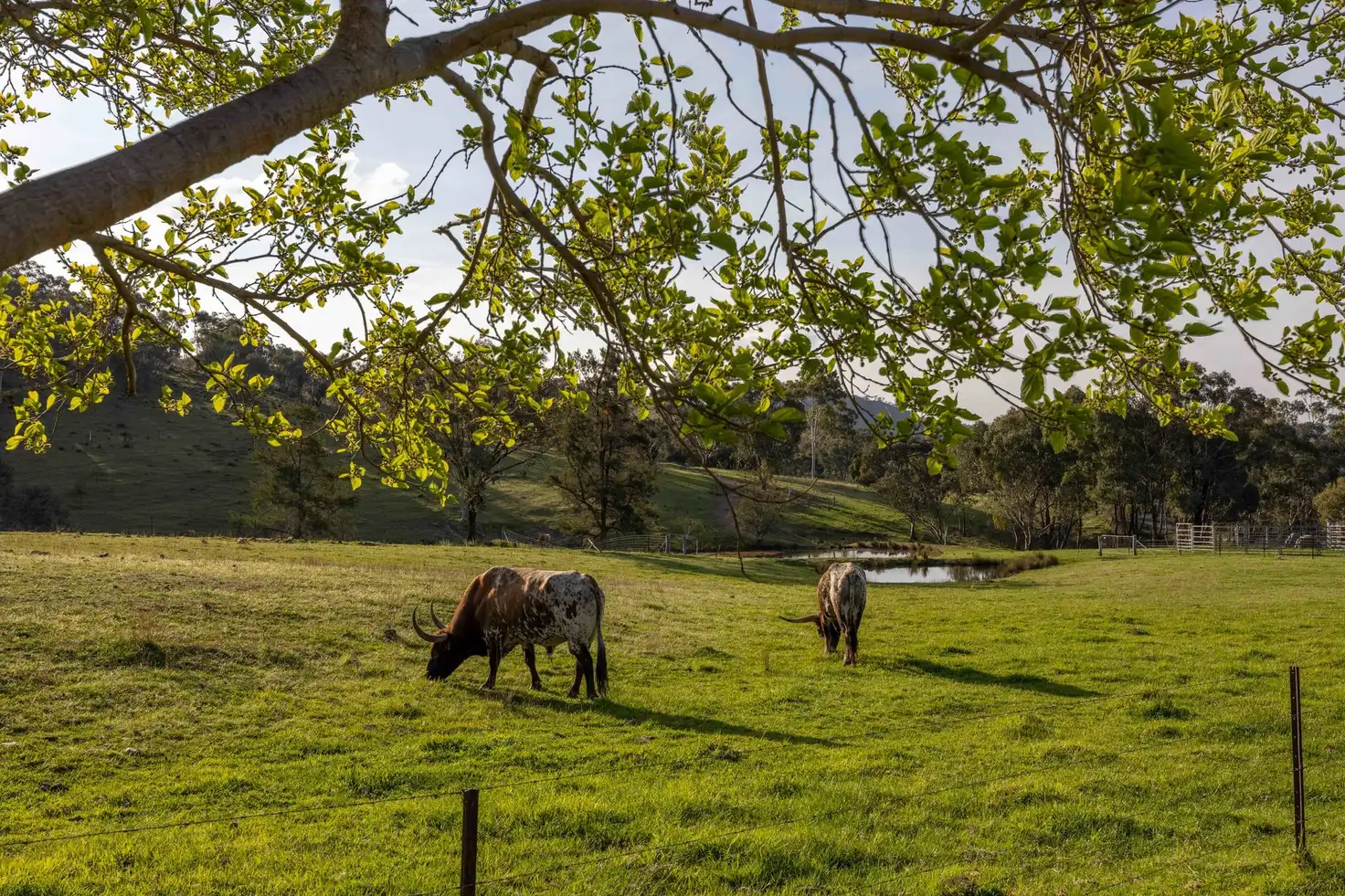Main view of Homely rural property listing, 526 Windeyer Road, Mudgee NSW 2850