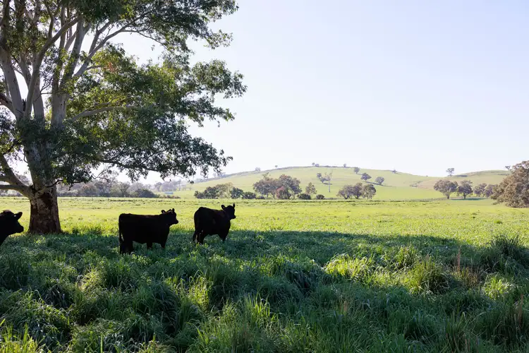 Fourth view of Homely rural property listing, 612 Finlays Lane, Muttama NSW 2722