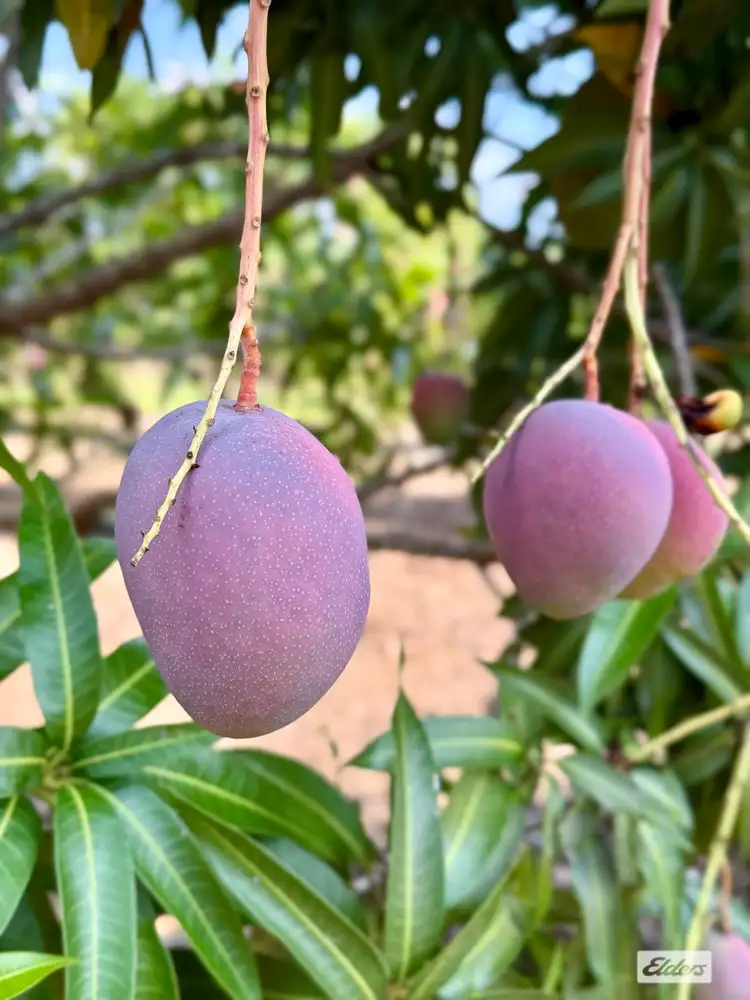 80 & 100 Russ Road, Tumbling Waters NT 822