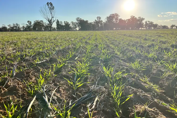 Fifth view of Homely rural property listing, 1745 Bimbi Caragabal Road, Bimbi NSW 2810