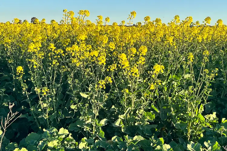 Sixth view of Homely rural property listing, 1745 Bimbi Caragabal Road, Bimbi NSW 2810